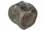 Hadrosaur (Hypacrosaurus?) Caudal Vertebra - Montana #335924-1